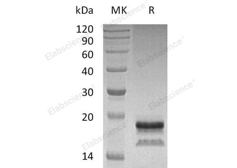 > 95 % as determined by reducing SDS-PAGE.