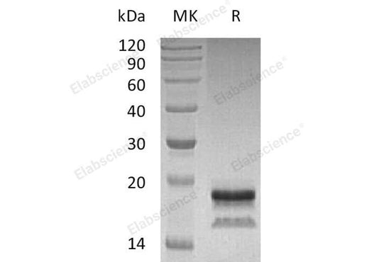 > 95 % as determined by reducing SDS-PAGE.