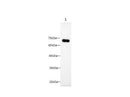 Anti-Human CD86 Antibody - ABMIUM