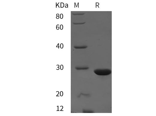 SDS-PAGE analysis of Mouse GSTp1 proteins, 2 μg/lane of Recombinant Mouse GSTp1 proteins was resolved with SDS-PAGE under reducing conditions, showing bands at 28 kDa.