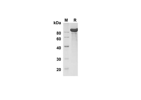 SDS-PAGE analysis of Human DLL1 proteins , 2 μg/lane of Recombinant Human DLL1 proteins was resolved with SDS-PAGE under reducing conditions , showing bands at 90 kDa.