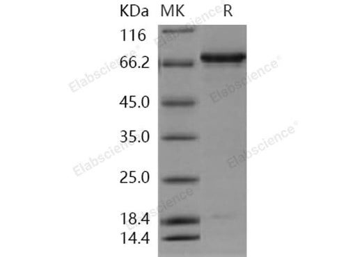 > 92 % as determined by reducing SDS-PAGE.