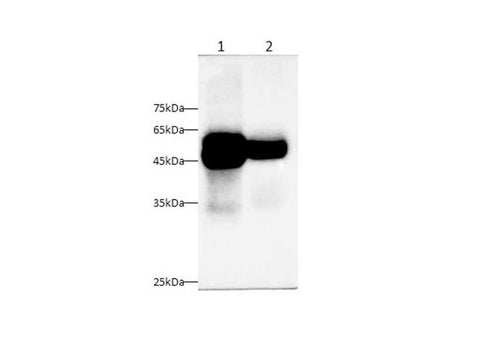 Anti-Mouse/Rat PTL Antibody - ABMIUM
