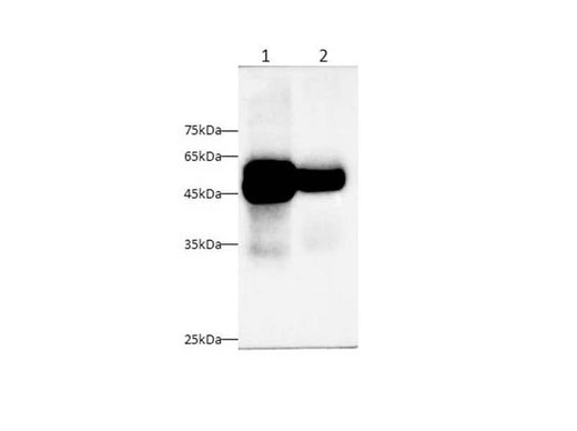 Anti-Mouse/Rat PTL Antibody - ABMIUM