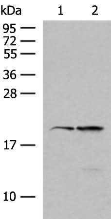 Western blot analysis of 293T and Jurkat cell lysates using RNF5 Polyclonal Antibody at dilution of 1:250
