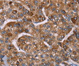 Anti-Human/Mouse/Rat HSP10 Antibody - ABMIUM