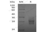> 95 % as determined by reducing SDS-PAGE.
