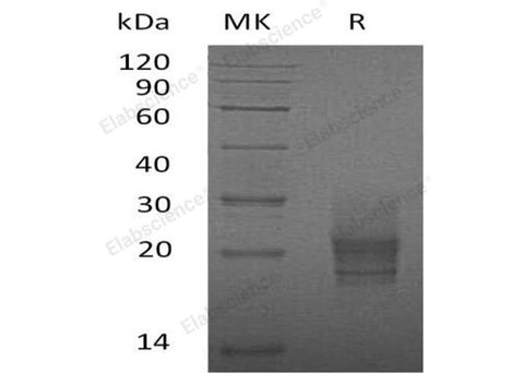 > 95 % as determined by reducing SDS-PAGE.