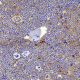Immunohistochemistry analysis of paraffin-embedded mouse bone using BMP4 Polyclonal Antibody at dilution of 1:1000.