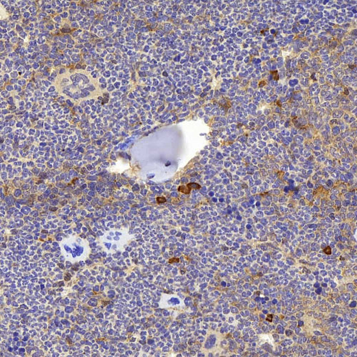 Immunohistochemistry analysis of paraffin-embedded mouse bone using BMP4 Polyclonal Antibody at dilution of 1:1000.