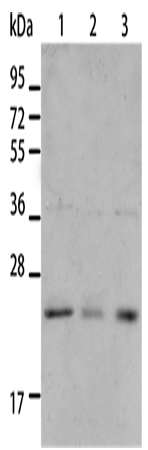 Anti-Human/Mouse/Rat BNIP1 Antibody - ABMIUM
