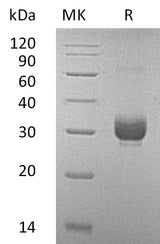 > 95% as determined by reducing SDS-PAGE.