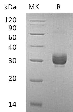 > 95% as determined by reducing SDS-PAGE.