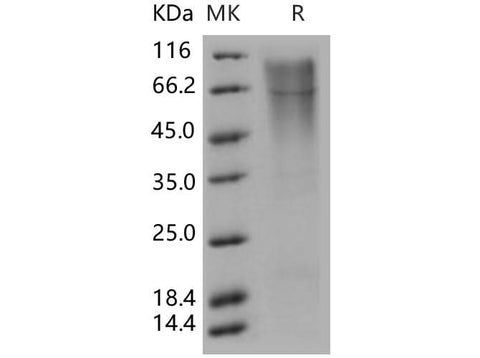 > 93 % as determined by reducing SDS-PAGE.