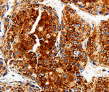 Anti-Human/Mouse COX19 Antibody - ABMIUM