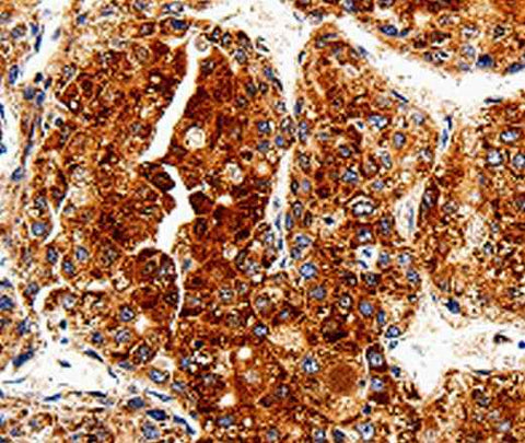 Anti-Human/Mouse COX19 Antibody