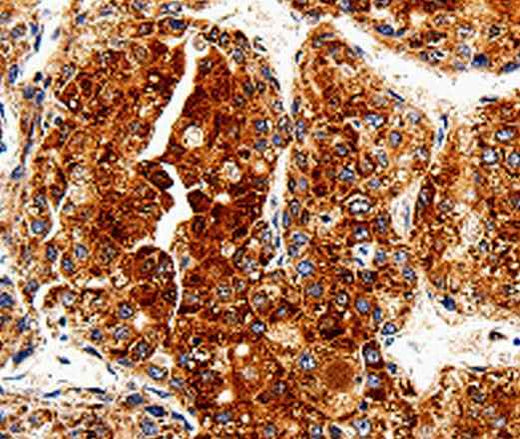 Anti-Human/Mouse COX19 Antibody