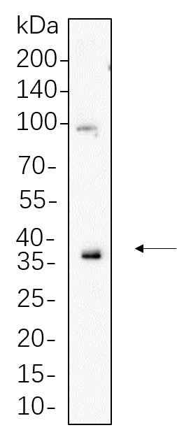 Anti-Human/Mouse/Rat MCL1 Antibody [B1106] - ABMIUM