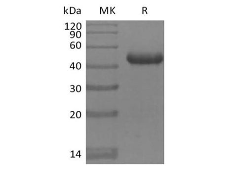 Recombinant Mouse BAFFR/TNFRSF13C (C-Fc) - ABMIUM