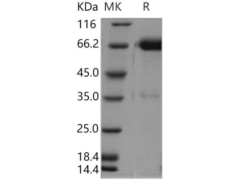 > 92 % as determined by reducing SDS-PAGE.