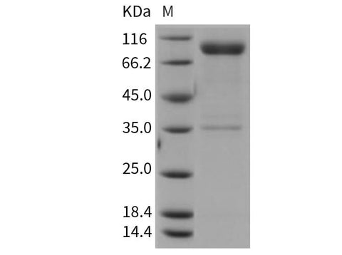 > 85 % as determined by reducing SDS-PAGE.
