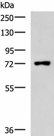 Western blot analysis of Raji cell lysate using PUM3 Polyclonal Antibody at dilution of 1:800