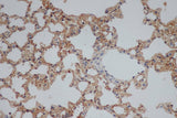 Immunohistochemistry of paraffin-embedded Rat lung using CD244 Polyclonal Antibody at dilution of 1:50