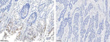 Anti-Human MAPK14 Antibody [B286]