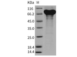 > 90 % as determined by reducing SDS-PAGE.