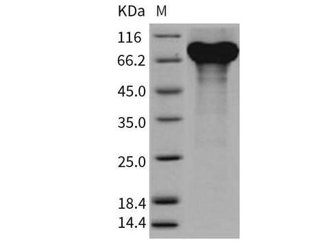> 90 % as determined by reducing SDS-PAGE.