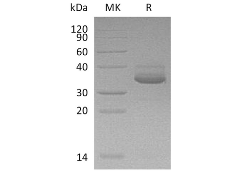 > 95 % as determined by reducing SDS-PAGE.