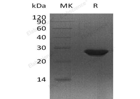 > 95 % as determined by reducing SDS-PAGE.