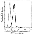 Anti-Human YWHAB Antibody [A875] - ABMIUM