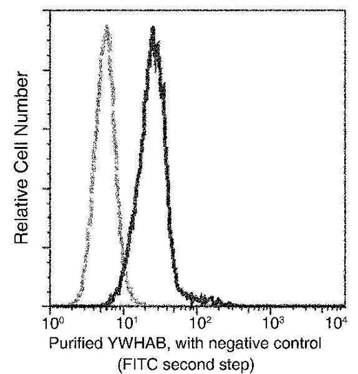 Anti-Human YWHAB Antibody [A875] - ABMIUM