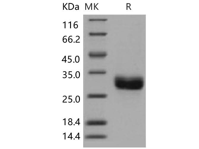 > 98 % as determined by reducing SDS-PAGE.