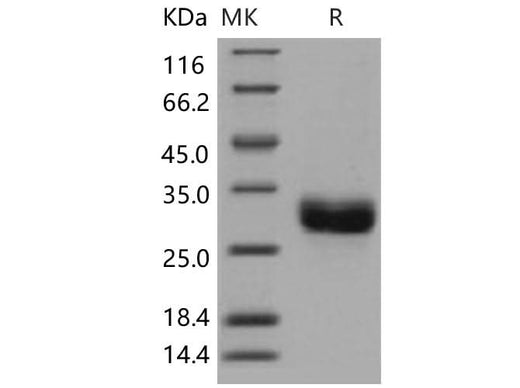 > 98 % as determined by reducing SDS-PAGE.