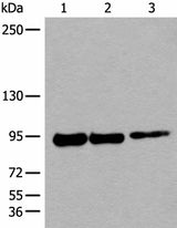 Western blot analysis of 293T cell lysates using PIBF1 Polyclonal Antibody at dilution of 1:250