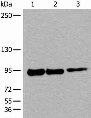 Anti-Human PIBF1 Antibody