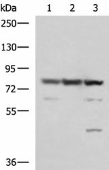 Western blot analysis of 231 A549 and LO2 cell lysates using SORBS2 Polyclonal Antibody at dilution of 1:1350