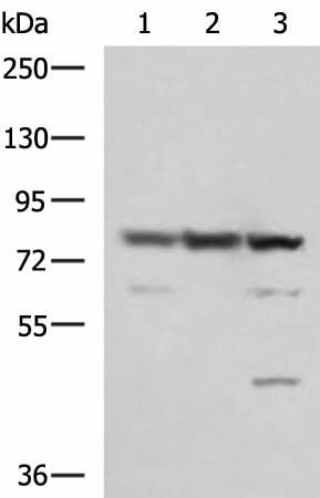 Western blot analysis of 231 A549 and LO2 cell lysates using SORBS2 Polyclonal Antibody at dilution of 1:1350
