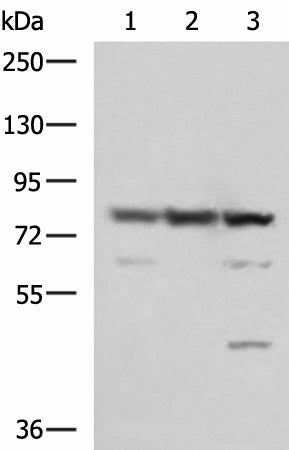 Western blot analysis of 231 A549 and LO2 cell lysates using SORBS2 Polyclonal Antibody at dilution of 1:1350