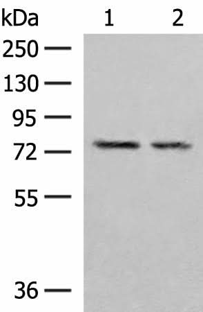 Western blot analysis of NIH/3T3 and RAW264.7 cell lysates using PDIA4 Polyclonal Antibody at dilution of 1:300