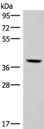 Western blot analysis of Mouse kidney tissue lysate using MEST Polyclonal Antibody at dilution of 1:350
