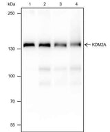 Anti-Human/Rat/Mouse KDM2A Antibody [A401]