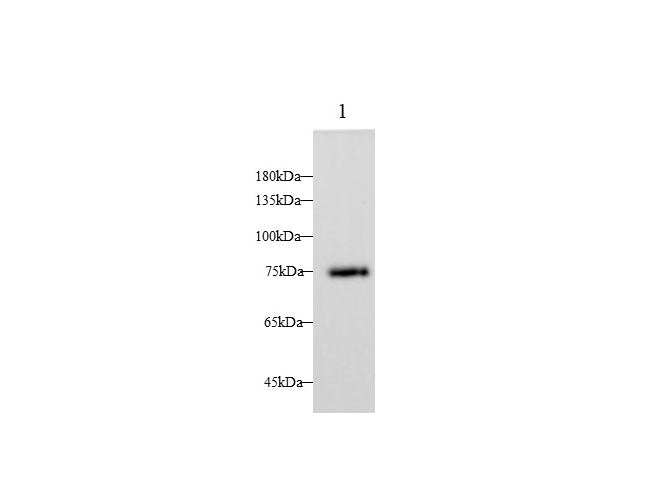Anti-Mouse LTF Antibody - ABMIUM