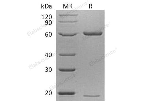 > 95 % as determined by reducing SDS-PAGE.