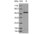 > 85 % as determined by reducing SDS-PAGE.