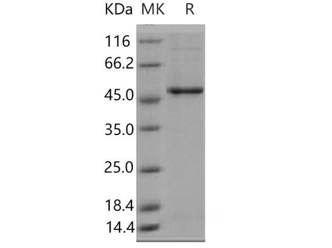 > 85 % as determined by reducing SDS-PAGE.