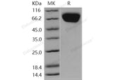 > 98 % as determined by reducing SDS-PAGE.