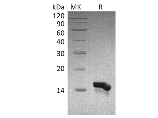 Recombinant Human CCL28 Protein - ABMIUM